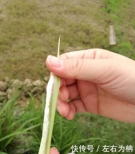 藥用價值|勾起農村娃兒時的回憶，除口臭、解酒毒、養胃降壓的野草！