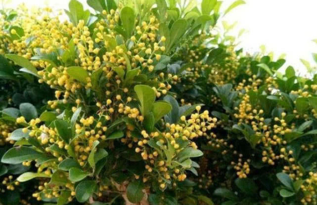 微酸性|养的“米兰花”清香扑鼻,掌握3个关键点,花开满盆,比香水好闻