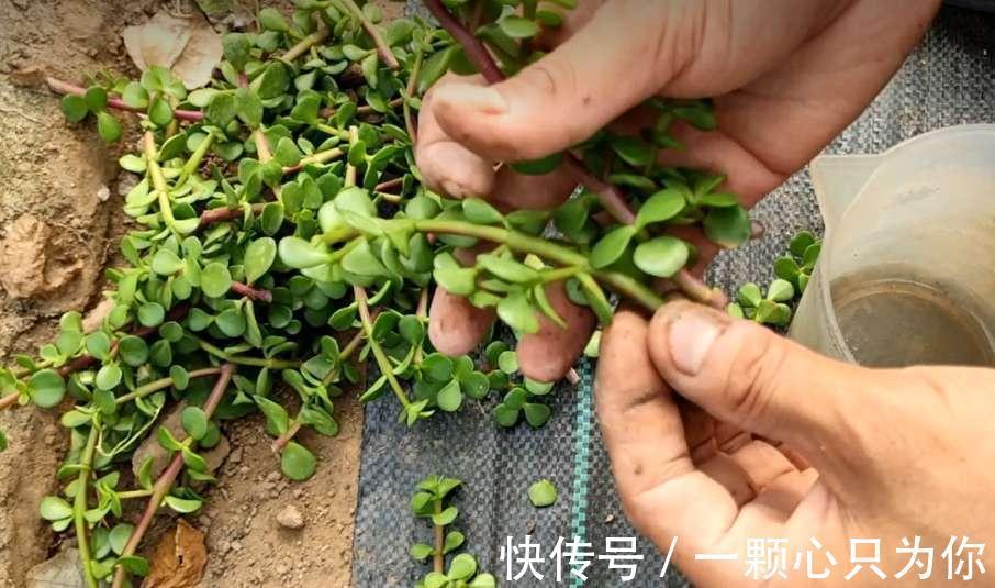 公认好养的5种花,能活一百年,开花吉利带仙气,越养越值钱