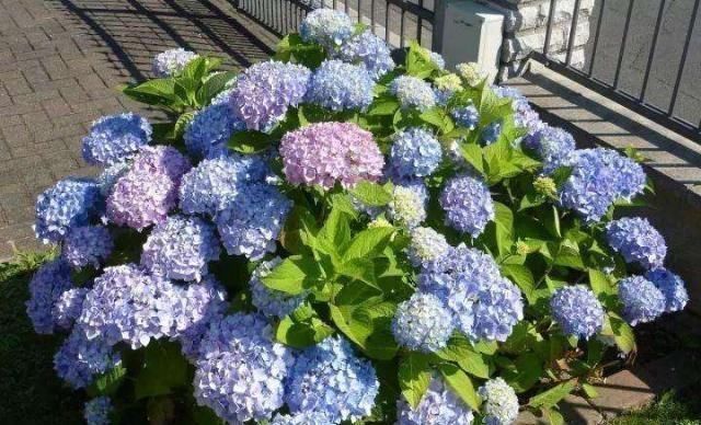 石榴花|“7种花”适合养家里，一年四季都能养，开花迷人，一盆养好多年