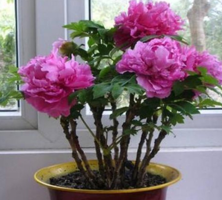 养花就养这几款，随便养都爆盆，花期长花量大，满屋飘香！
