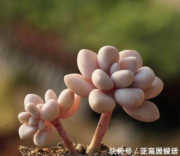 8款颜值奇高的多肉植物,第4盆最好养,第5盆好多人见了就想掐