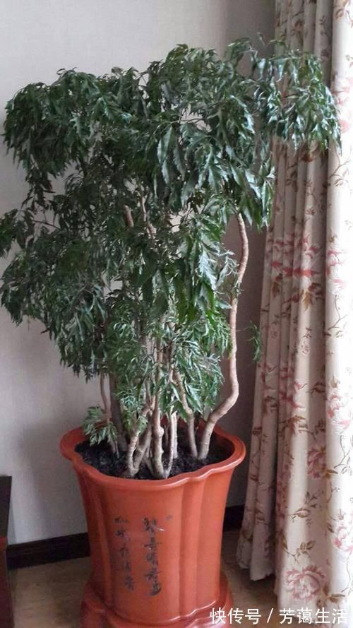 爱心榕|这5种“客厅小森林”的绿植,好看又有森林感,家里满满in风