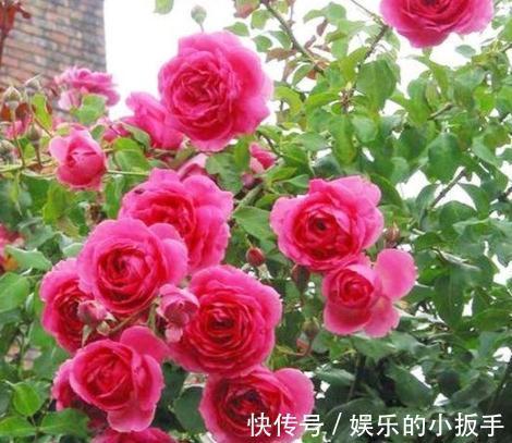 月季一周内开出两种不同颜色的花,是怎么回事