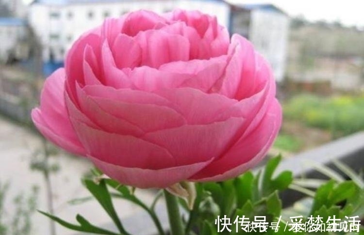 芹叶牡丹|4种花好养易活,旺财又养人,养一盆一年四季都在开!