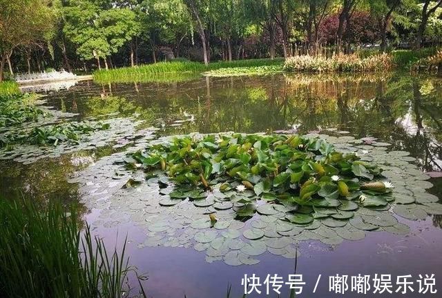 水域|钓鱼鲫鱼都分布在哪里,有什么需要注意的地方吗