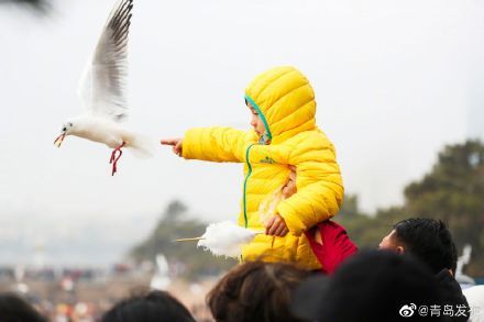大年初一，栈桥海鸥被“喂饱了”