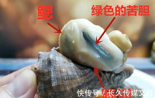 尾部|海螺的尾部到底是螺黄还是螺屎呢?很多人没弄明白,别再分不清