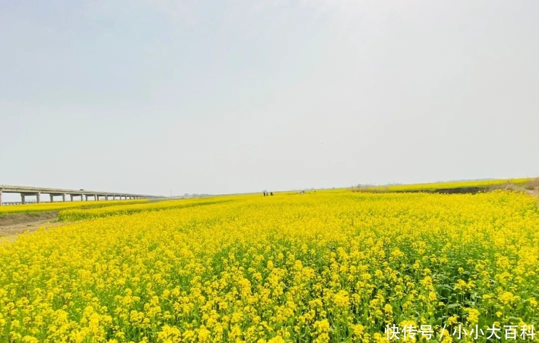 正值花期！遍地金黄！阜南这里近万亩油菜花开了！