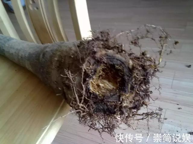 发财树黄叶烂根，切1刀丢水里，反而长得欢，2周狂冒大白根！