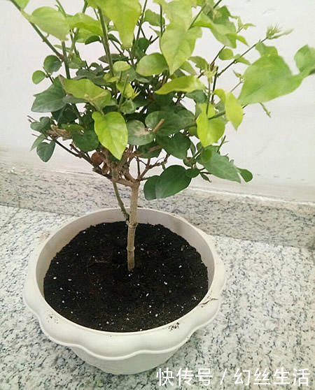 徒长|6种常见“花卉”,养在家里要“舍得剪”,越剪越“旺盛”