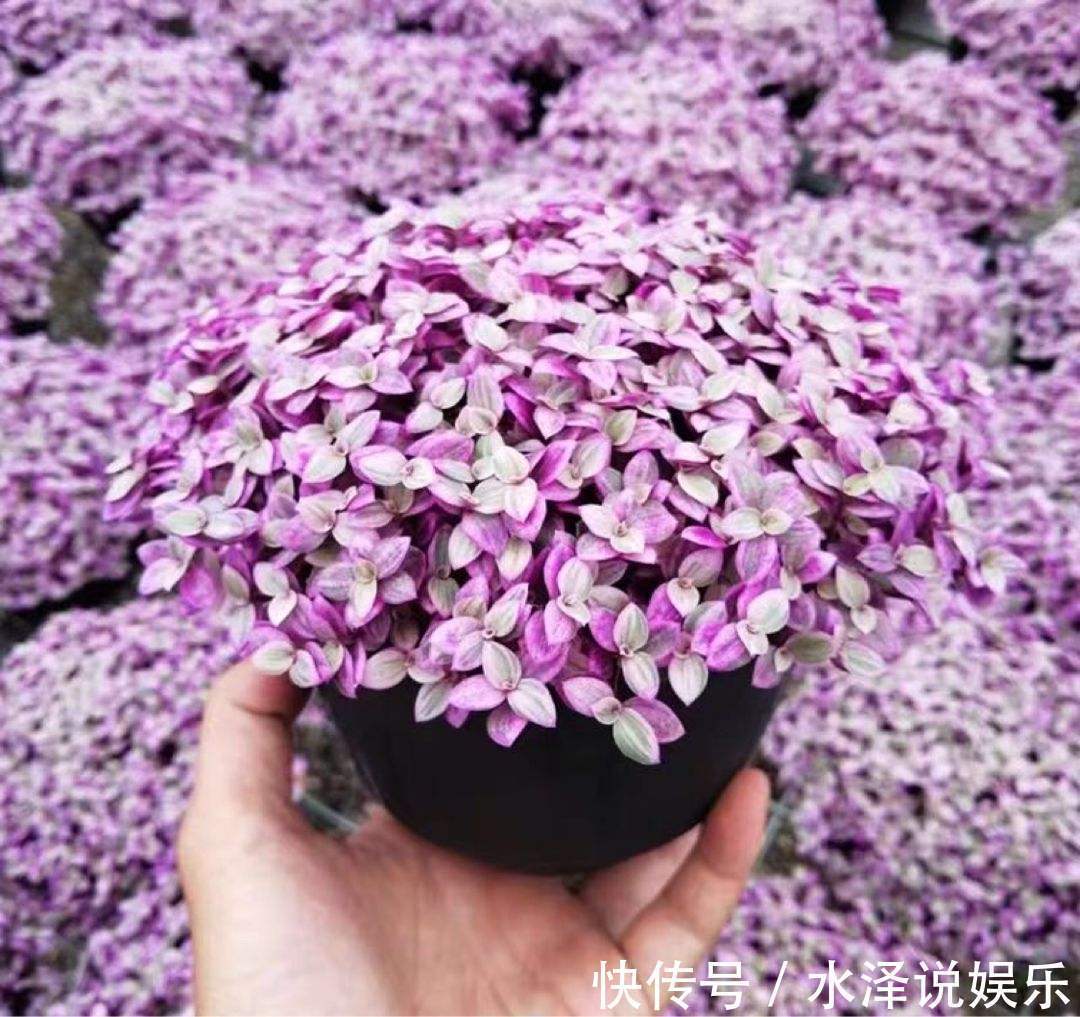 要点|养绣球花不难,掌握6个要点,花球又大又鲜艳!