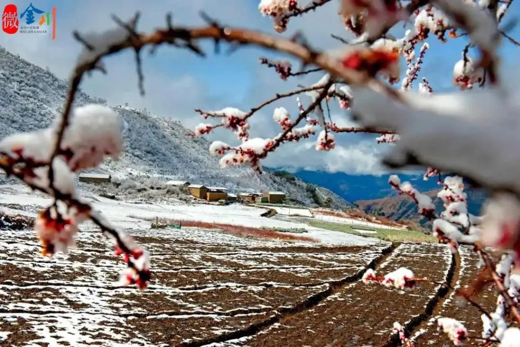 迎一场春雪 待春来花开