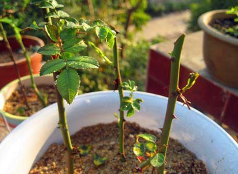 比买|扦插花卉生根剂不用特意买,自己在家就能做,效果不比买的差