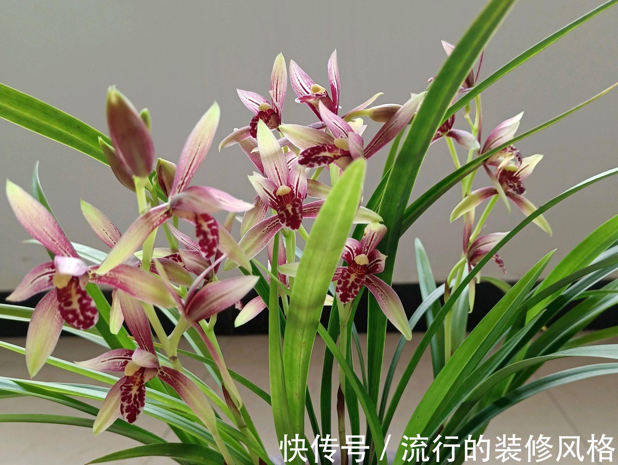 休眠|兰花的叶片底端变黄变枯,兰花在夏季度夏实在难