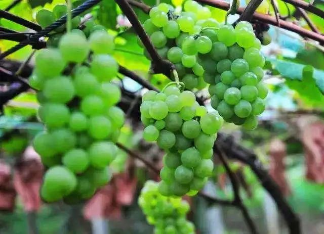 省会|咸宁·通山县大畈镇、恩施州·建始县花坪镇