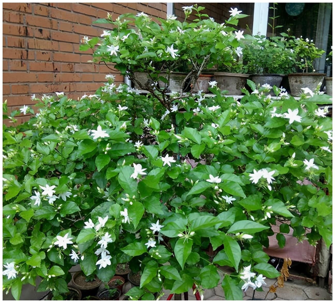 夏天|4种漂亮花，夏天就怕缺水，缺一次黄一次，天天浇水也不嫌多