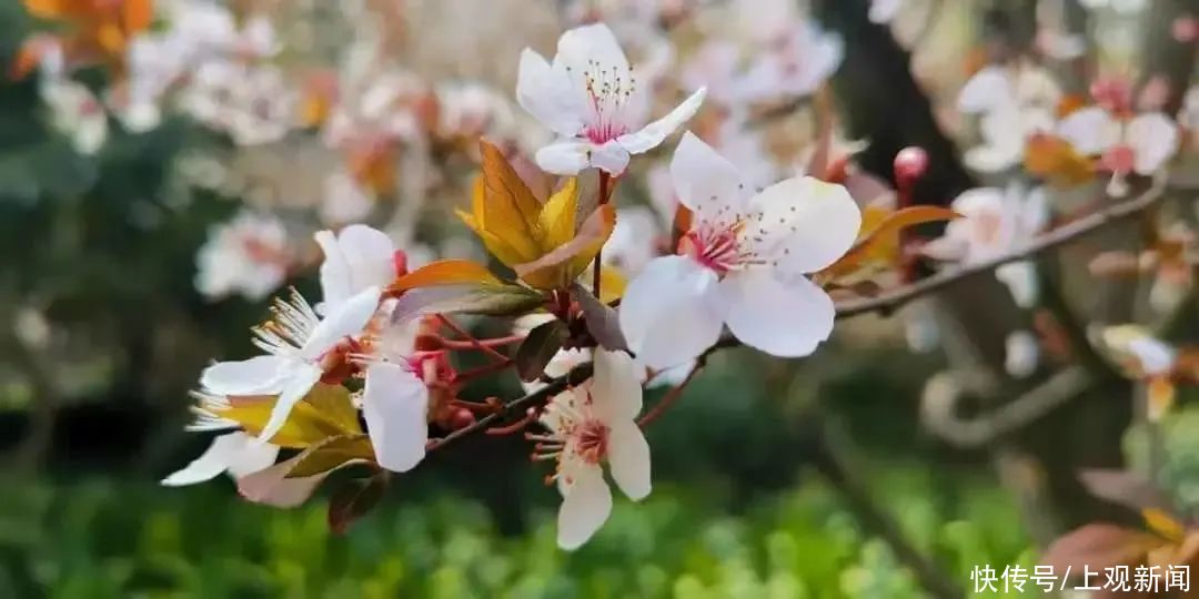 春暖花开日，醉白池公园三八女神节免票优惠邀汝来赏花