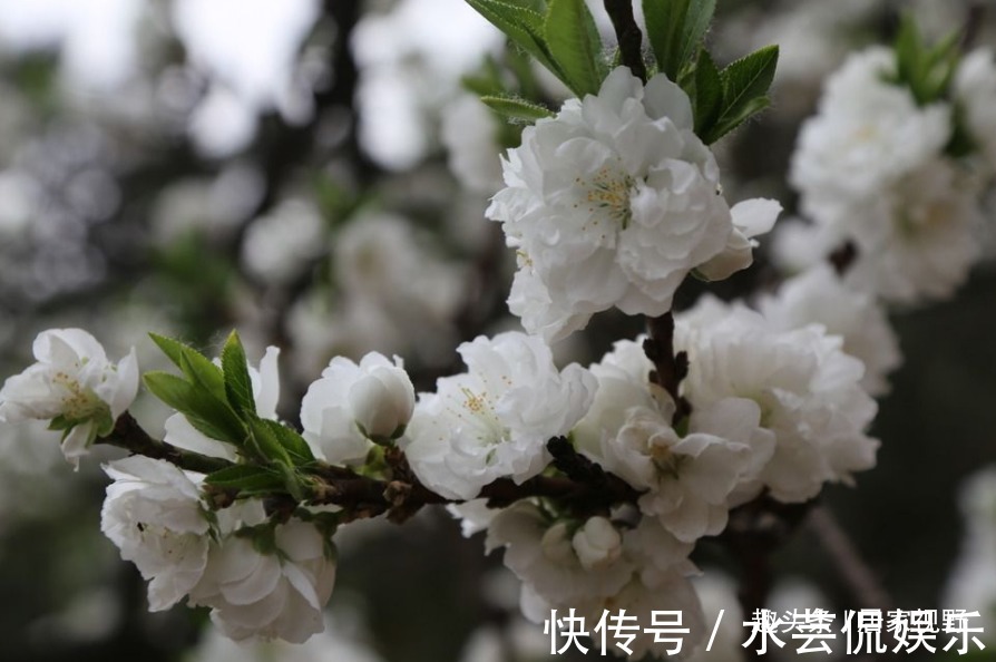 皮肤干燥|花朵丰腴,色彩鲜艳,好看养眼,还能改善皮肤干燥、皱纹