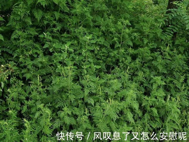 农作物|酷似艾草,却被列入“黑名单”,一次产种10万粒,见到请立即除掉