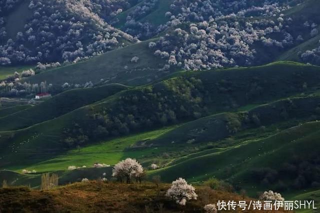 霍城大西沟花海拍摄记