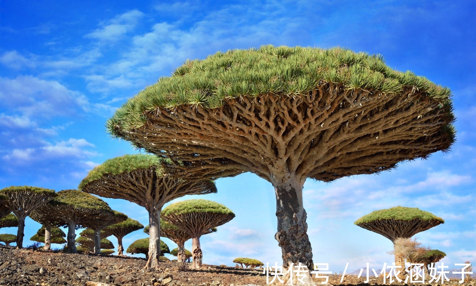 长相|盘点10种长相怪异的植物，你都见过几种？