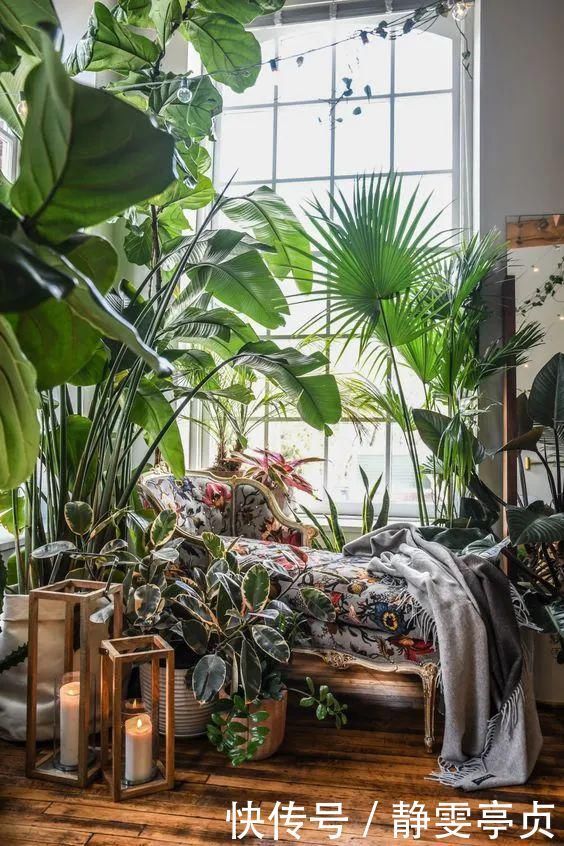 她在屋里种满500盆植物:呆在这样的房子里,生活更有了诗意!