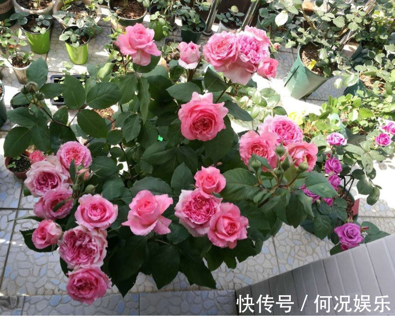 此盆栽花期超长,四季有花开,漂亮又芳香,好养易成活,值得拥有