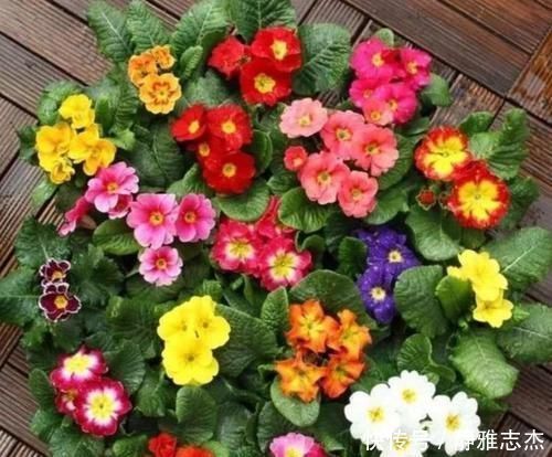 四种花适合放在客厅,长势好、花色艳,雍容华贵,养护简单!