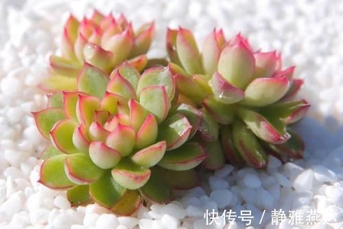 浇水|多肉植物中的爆盆之王女雏,人称小荷花,出了状态美得令人陶醉