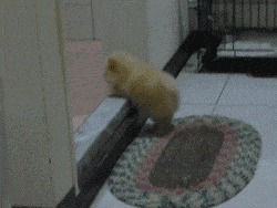 |搞笑GIF: 看着都觉得尴尬 下次就别在这种场合秀身材了