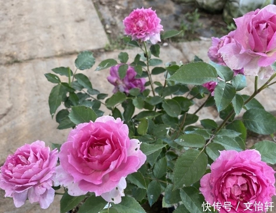 品种|100个月季品种，千姿百态，每个都很漂亮，图名并茂，值得收藏