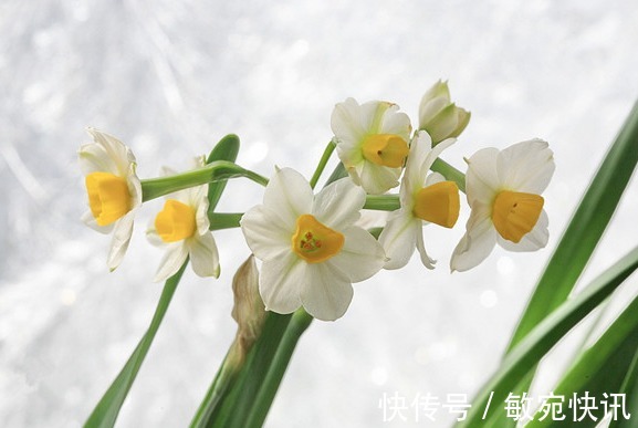 喜欢菊花,不如养盆深山含笑,洁白无瑕,似巾帼般不让须眉