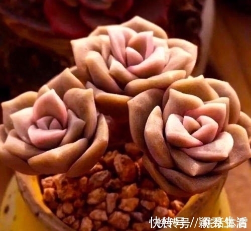 桃蛋|这6种多肉养成悬崖桩,价格贵、颜值高,看起来真过瘾