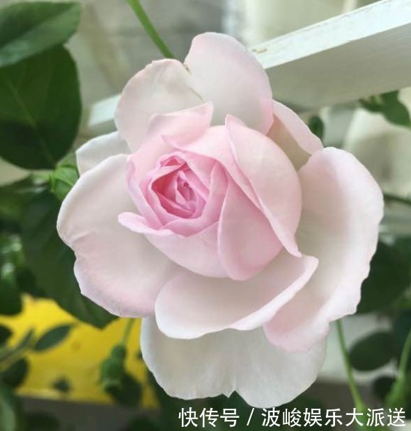 快乐园|今年最火花,一定是这款珍品月季,花大色艳,轻松爆盆,不养后悔
