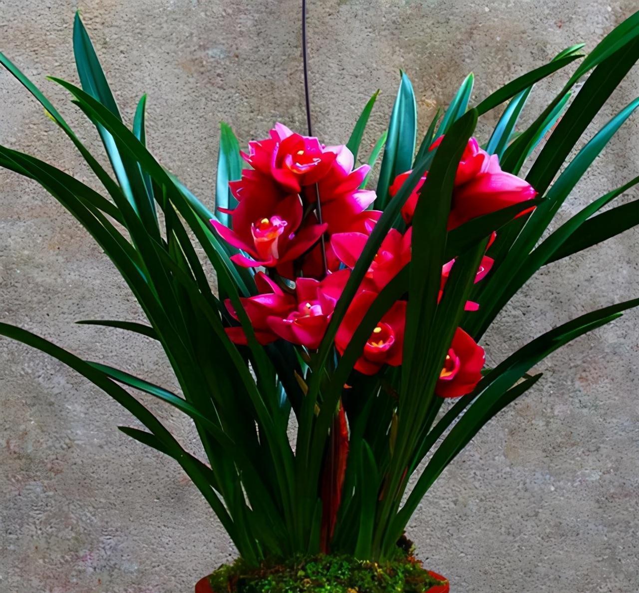 年宵花买大将军，花大色艳，平常打理简单，价位很亲民