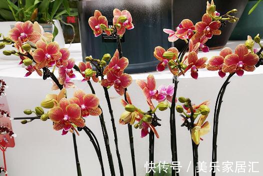 花样年华|10大蝴蝶兰品种,你喜欢哪一个