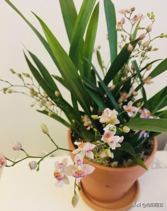 比兰花还高档的文心兰，现在养一盆，年底就开花，花香味很浓