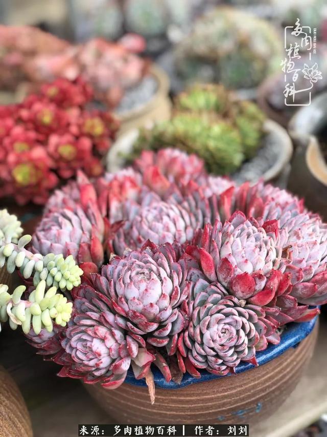 爱多肉,爱生活,我们是一群快乐的养肉人!