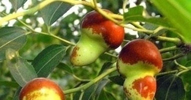 水果|对女性最好的水果,每天吃一个,肝脏好了,皮肤变得细嫩爽滑