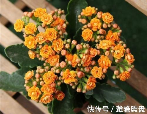 冬天养长寿花,用3个小方法催催花,花团锦簇,色泽鲜艳