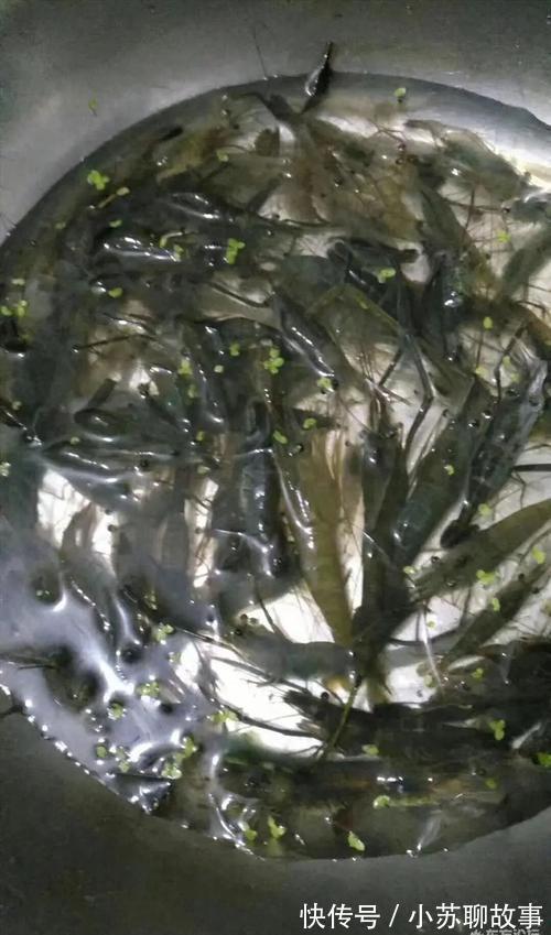 成果|女网友晒钓虾成果,赢来网友一片喝彩!