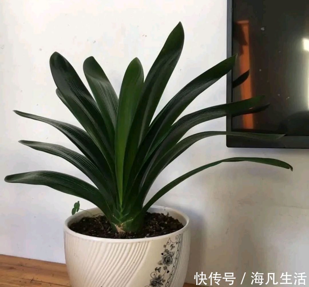 养护君子兰盆栽,做到3点,君子兰的叶片绿油油而起纹路,好看