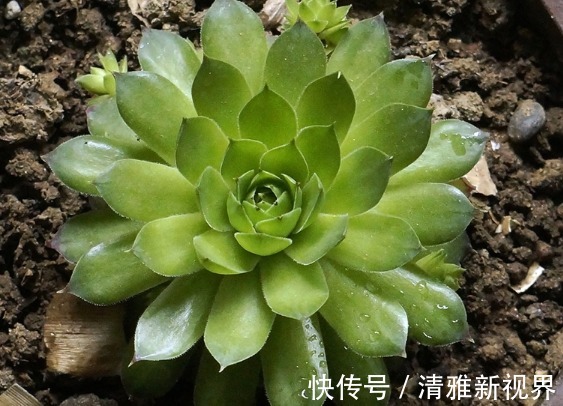 繁殖|此几款多肉植物,随便养养就爆盆,繁殖能力特强,呆萌可爱又好养