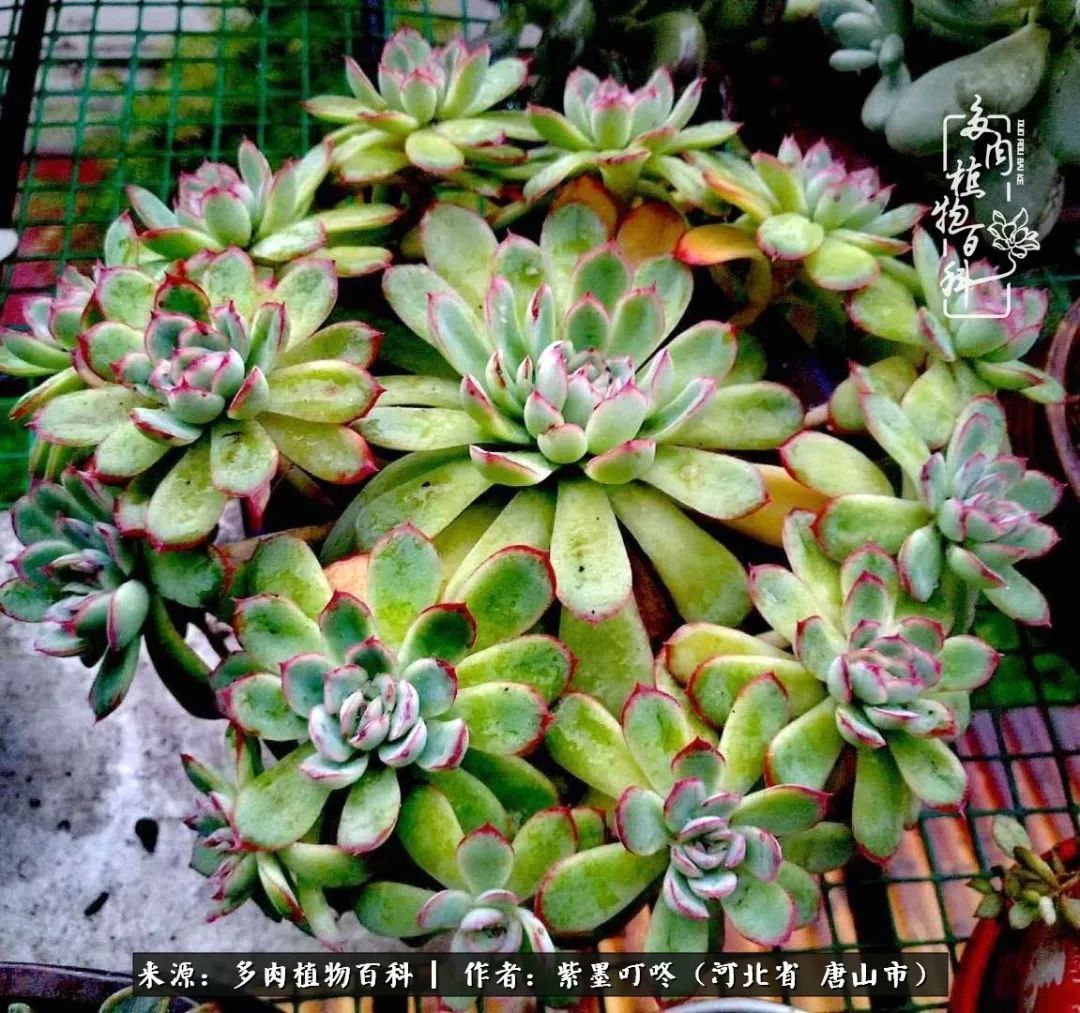 疗愈|从平凡中寻找美感，从噪杂中寻找宁静——多肉给予我的心灵疗愈！