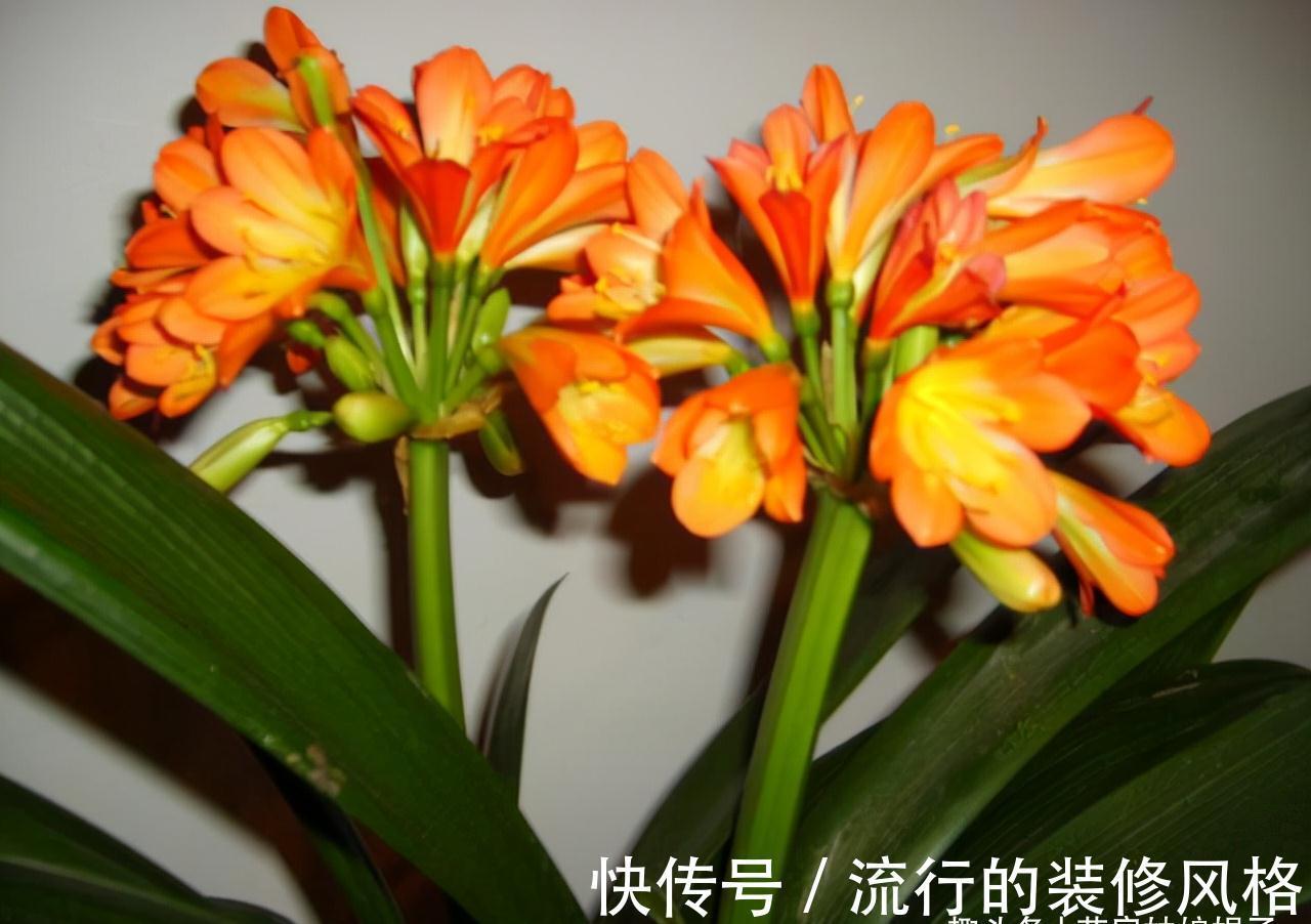 10月养君子兰,别忘记做“这些事”,要不今年“难”开花,莫忽视