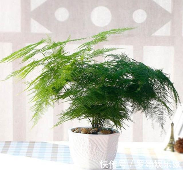 文竹|养盆文竹“困难户”,不发新芽不长个,改4个“毛病”一步窜新芽