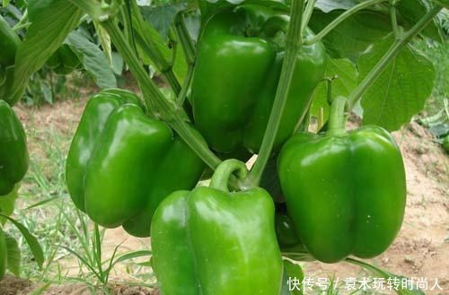 青椒还|看到这3种青椒不要买,菜农都是打了激素的,皮厚还又没营养!