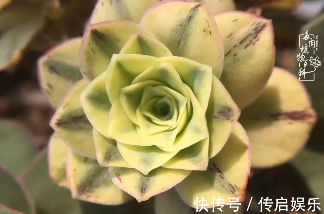 科普“山地玫瑰锦”万中无一,仙气缭绕!附养护知识!