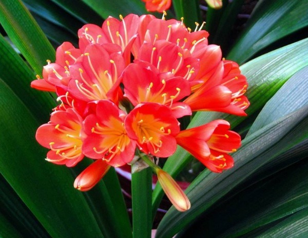 君子兰烂根怎么办只需简单3步来处理，重新生根长势更好